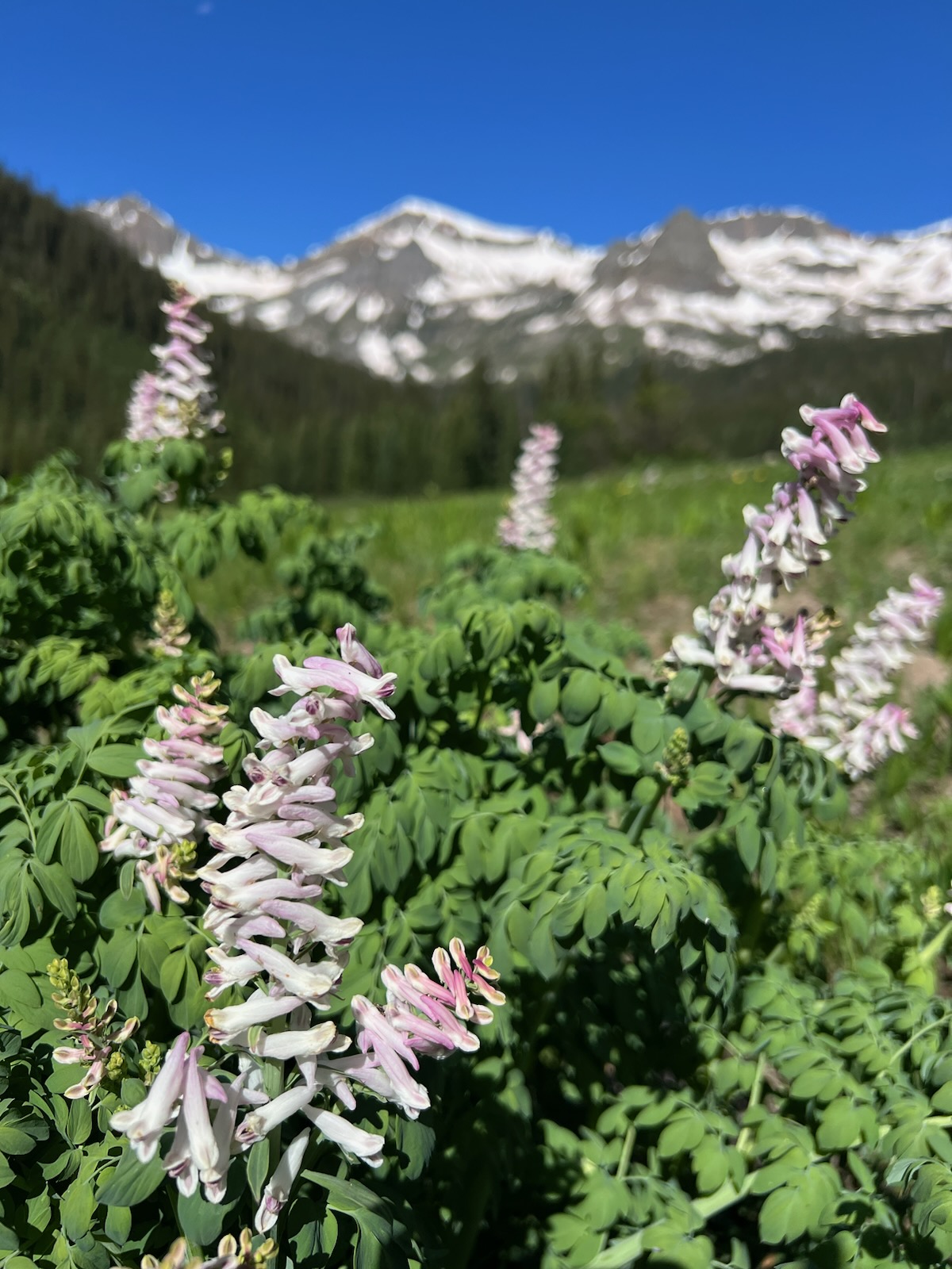 Wild Roses Colorado WHERE TO SEE THE BEST WILDFLOWERS IN COLORADO – Tales of My Trails